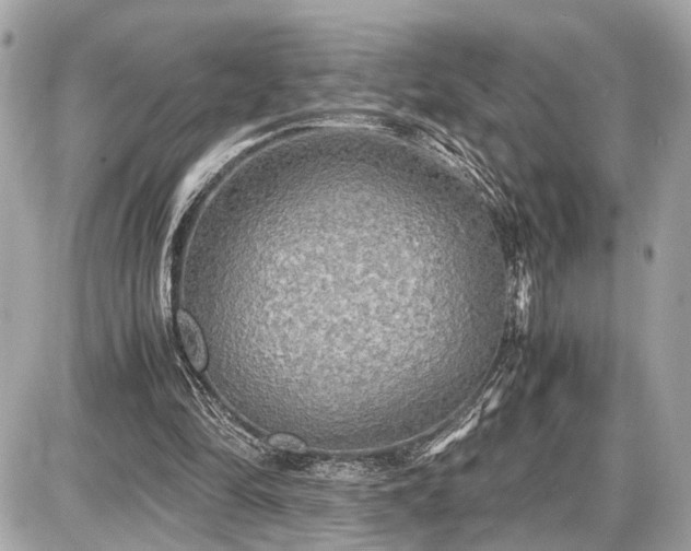 X0000087520294200705041219