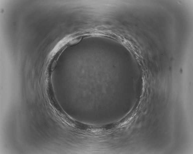 X0000087520295200705041219