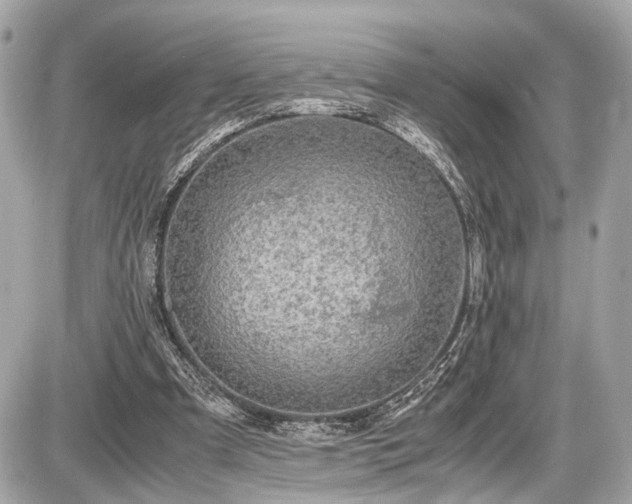 X0000087520297200705041219