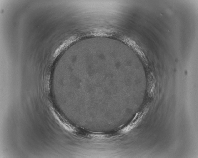 X0000087520299200705041219