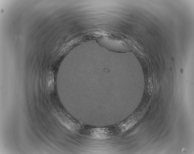 X0000087520320200705041219