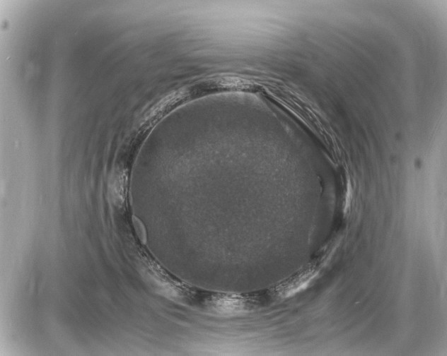 X0000087520325200705041219