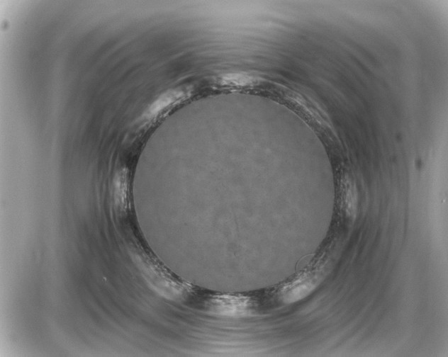 X0000087520328200705041219