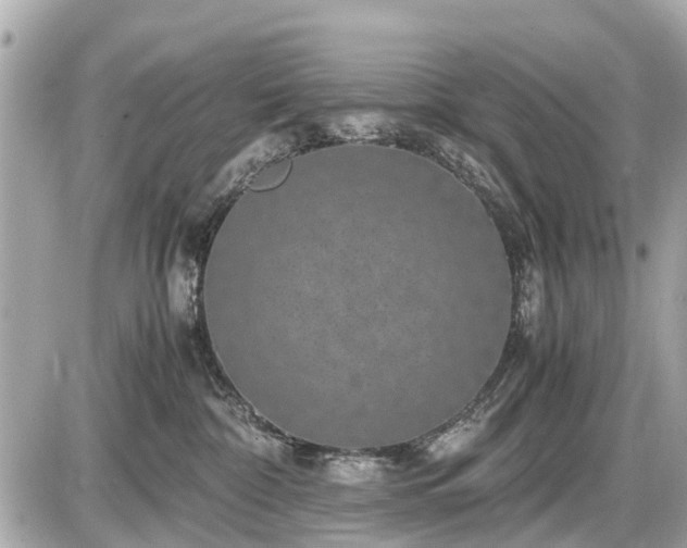 X0000087520332200705041219