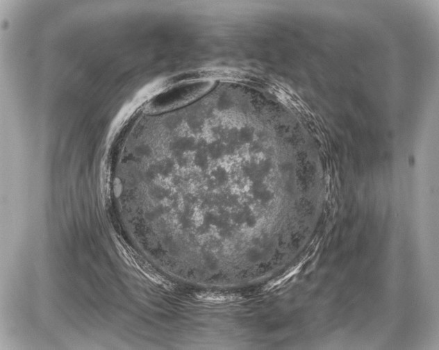 X0000087520343200705041218