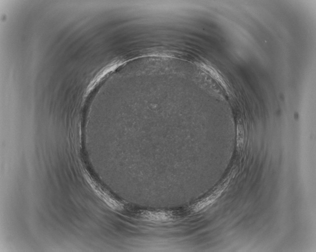 X0000087520349200705041218