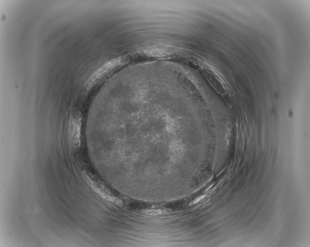 X0000087520404200705041218