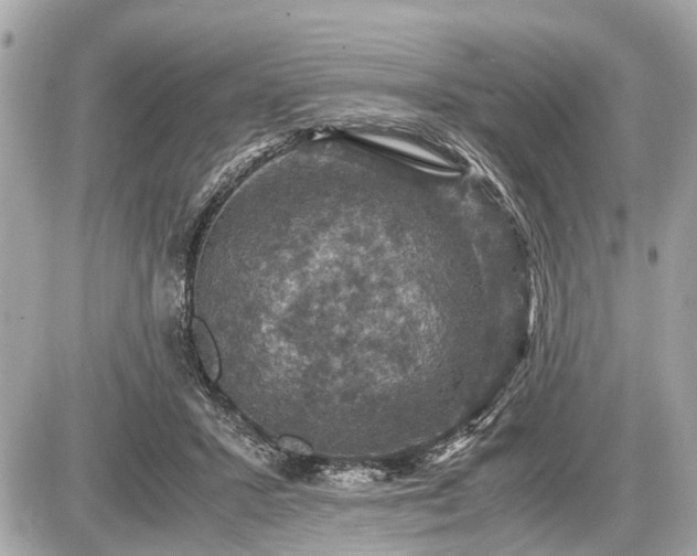 X0000087520407200705041217