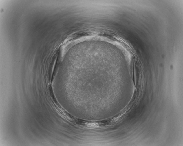 X0000087520409200705041217