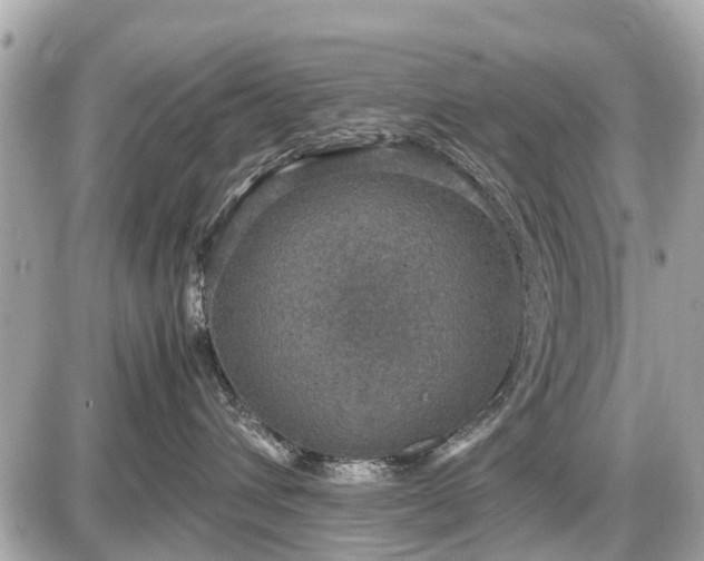 X0000087520432200705041217