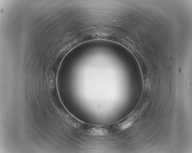 X0000087520464200705041217