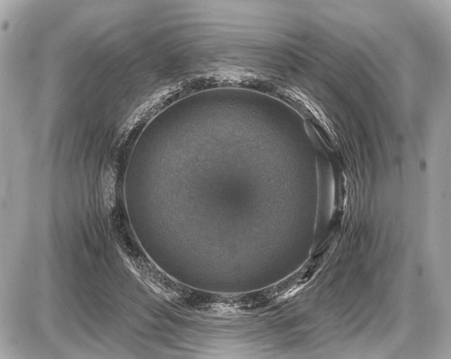 X0000087520496200705041216