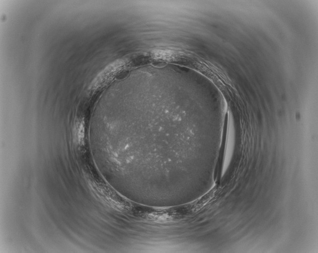 X0000087520502200705041216