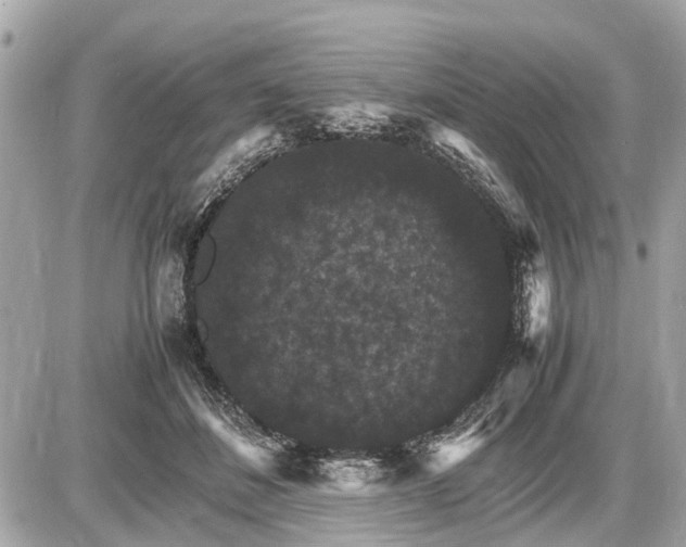 X0000087520508200705041216