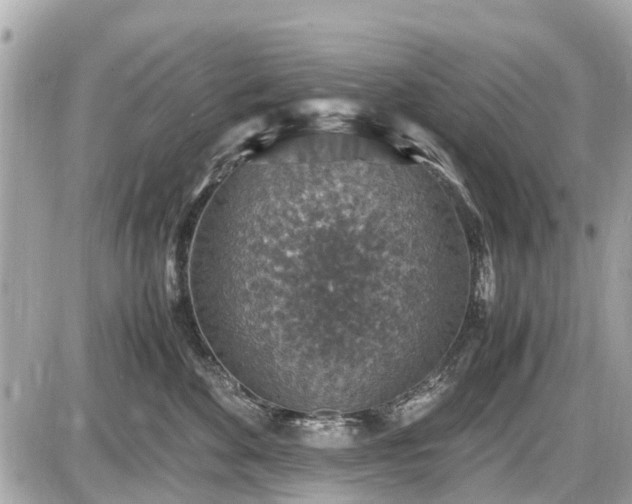 X0000087520524200705041216