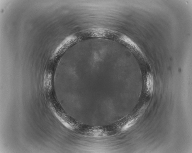 X0000087520598200705041214