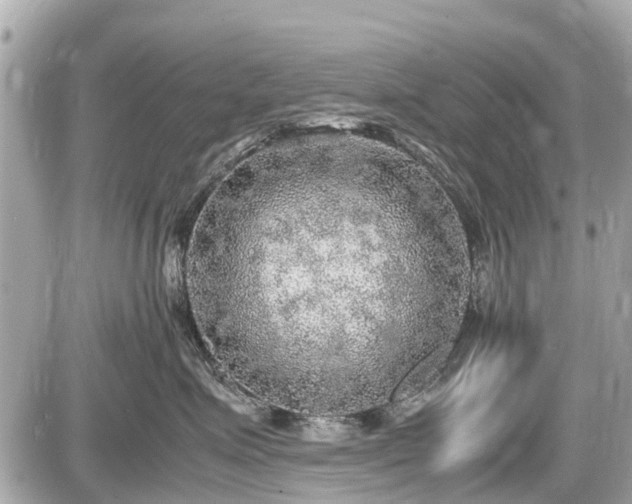 X0000087520623200705041214