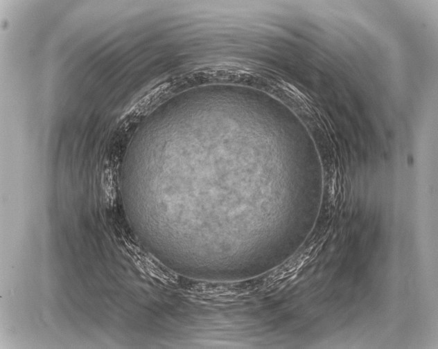 X0000087520774200705041211