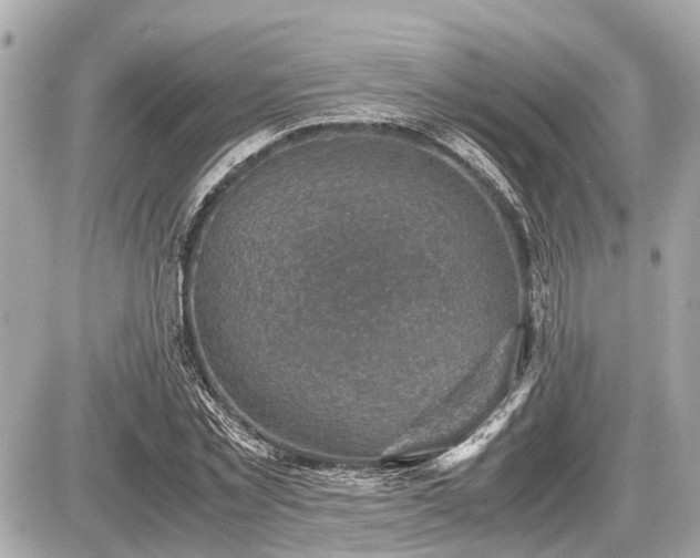 X0000087520781200705041211
