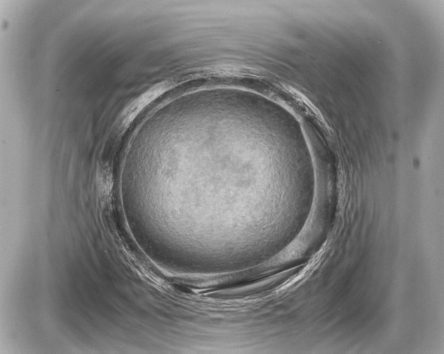 X0000087521065200705041207