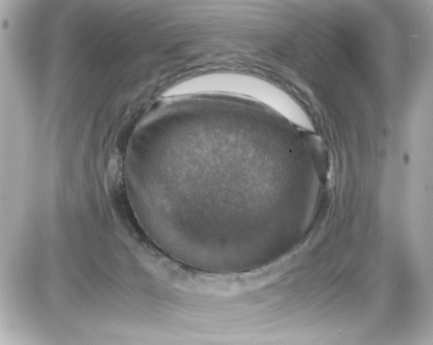 X0000087520029200705112017