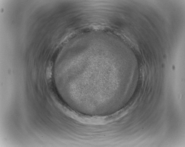 X0000087520032200705112017