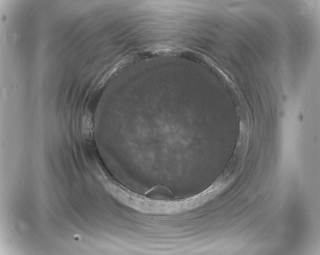 X0000087520048200705112017