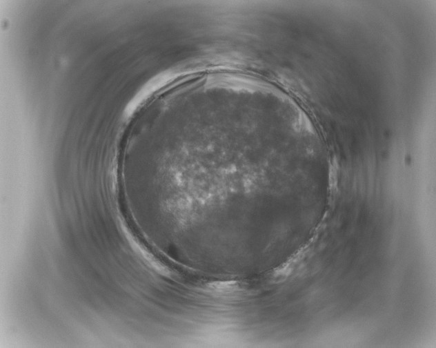 X0000087520054200705112016