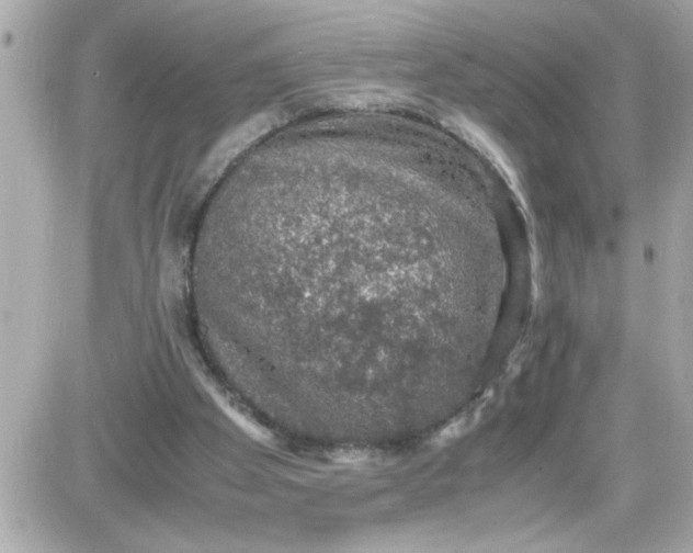 X0000087520105200705112016