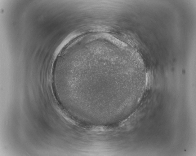 X0000087520195200705112015