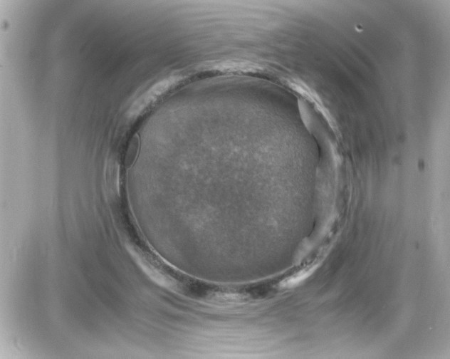 X0000087520205200705112014