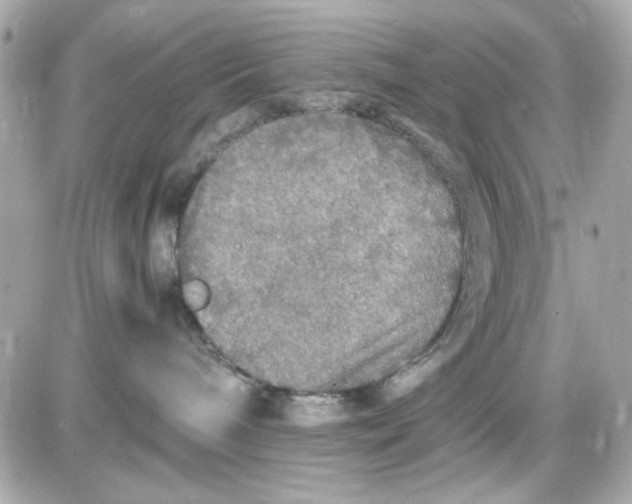 X0000087520240200705112014