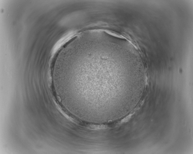 X0000087520245200705112013