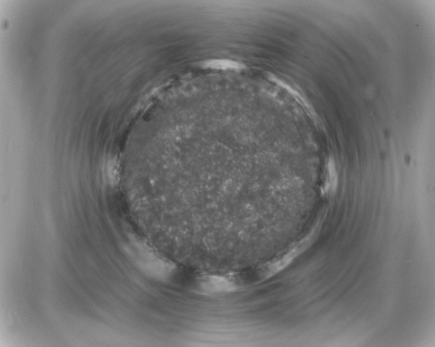 X0000087520285200705112014