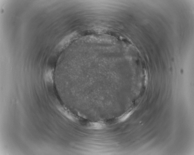 X0000087520286200705112014