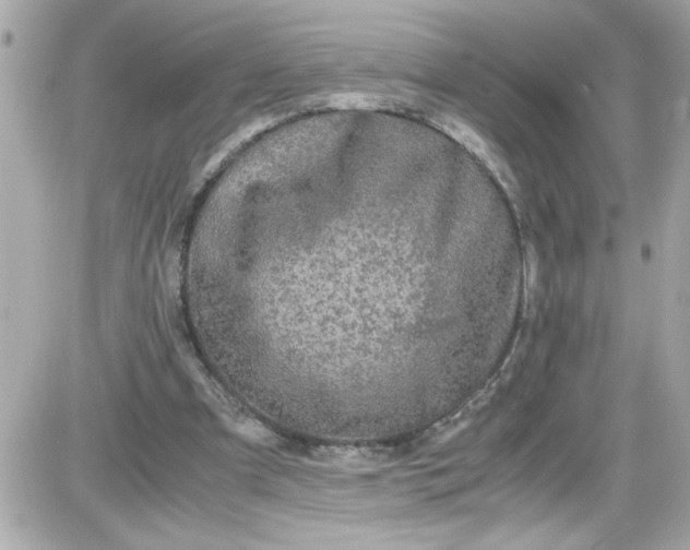 X0000087520297200705112013