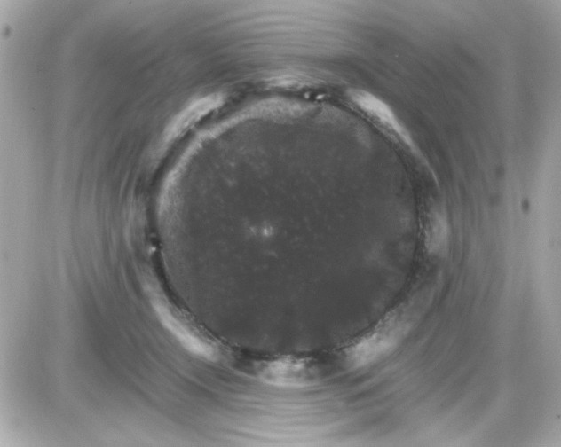 X0000087520366200705112012