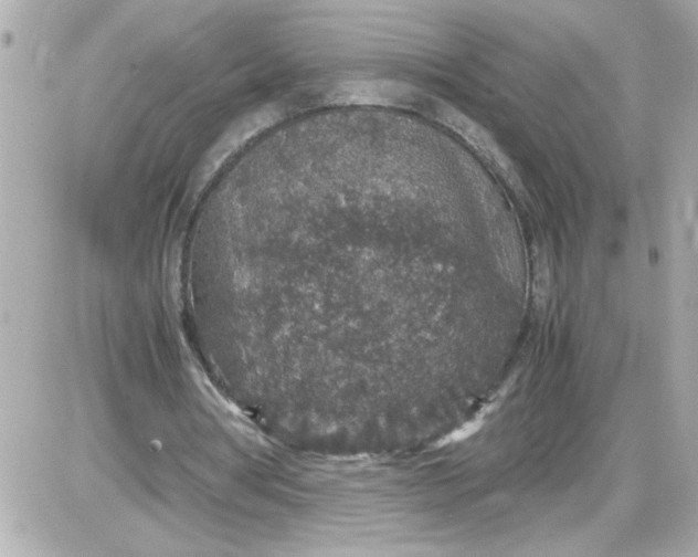 X0000087520386200705112012