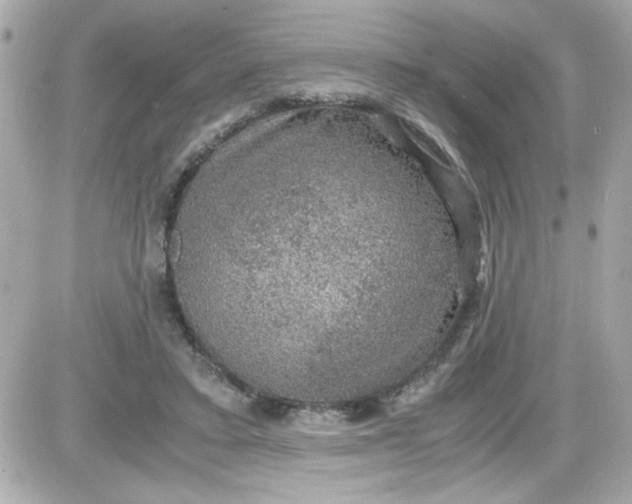 X0000087520403200705112011