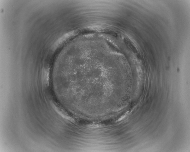 X0000087520404200705112011