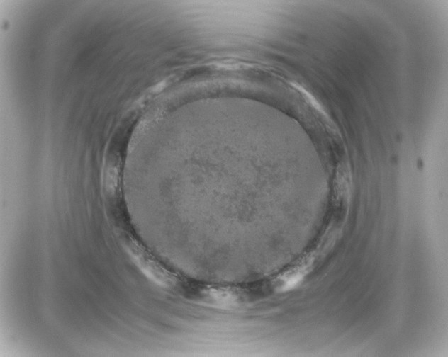 X0000087520417200705112011