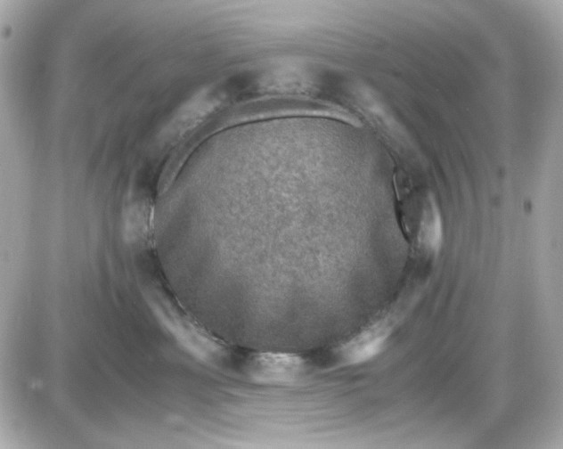 X0000087520429200705112011