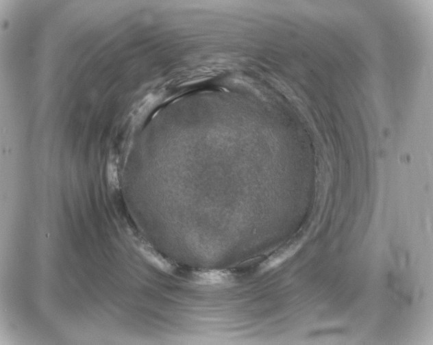 X0000087520432200705112011