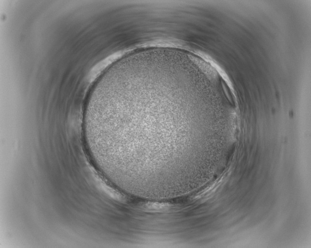 X0000087520437200705112010