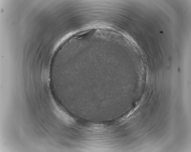 X0000087520438200705112010