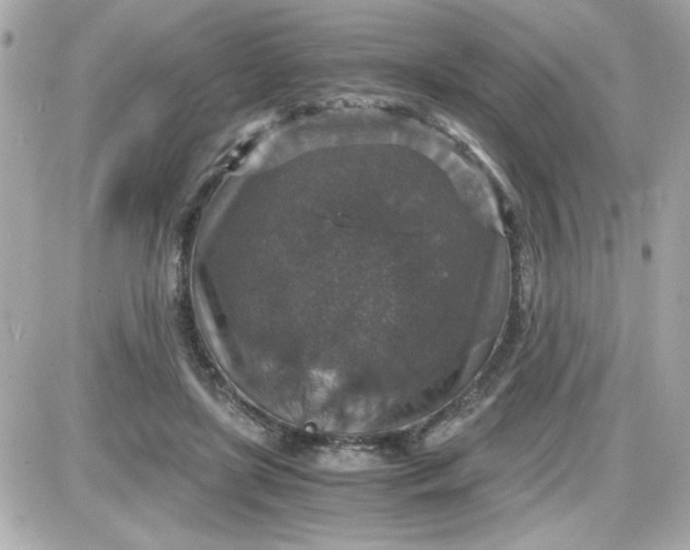 X0000087520451200705112010