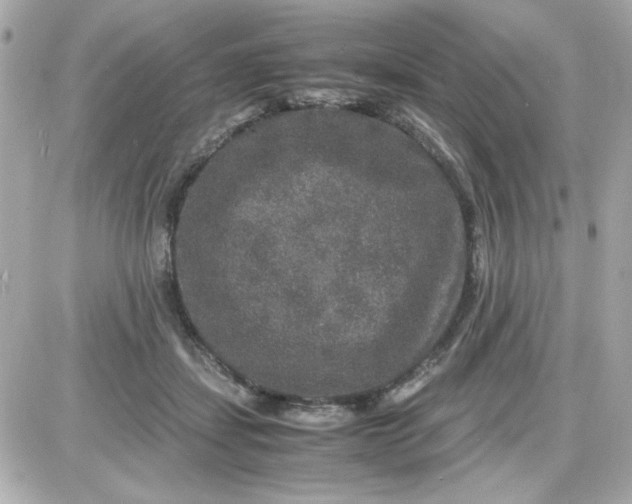 X0000087520459200705112010