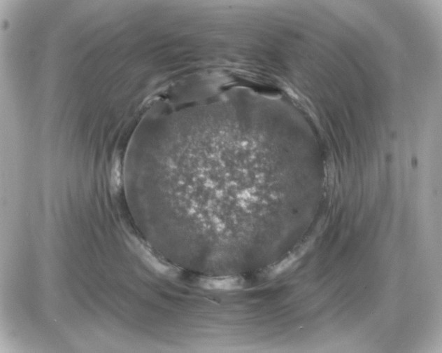 X0000087520479200705112011