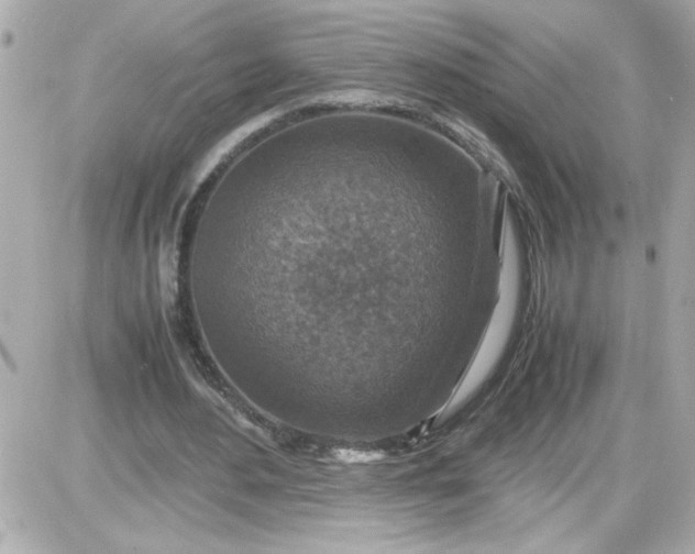 X0000087520484200705112010