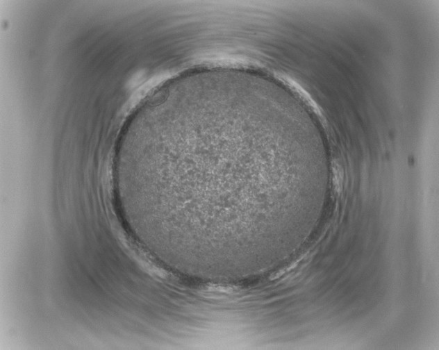 X0000087520487200705112010